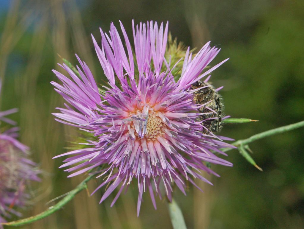 Una foglia spinosa - Galactites tomentosus (=elegans)